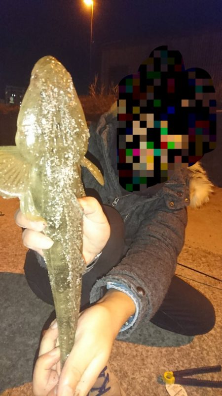 ジグヘッド＋アオイソメでマゴチ